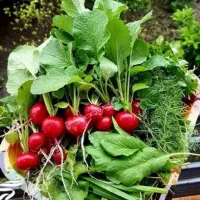 سبزی خوردن ،سبزی پاک کرده ،وهرگونه سبزیجات