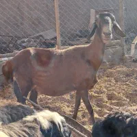 میش و کاور چینی بختیاری