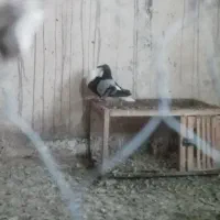 یه جفت نر وماده نک به کله آس آس