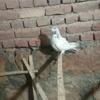 کبوتر پرشی|پرنده|محمدیار, |دیوار