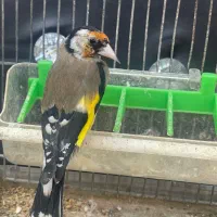 سهره نر جوجه قفس|پرنده|تهران, دولاب|دیوار