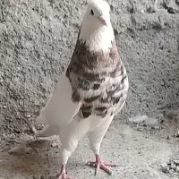 ۱۴تا طوقی میزون