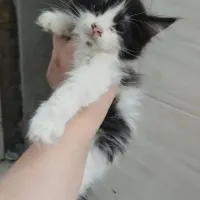 سه تا گربه