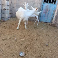 بزغاله نر سانن خالص