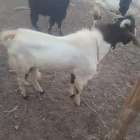 پازن