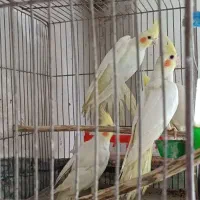 طوطی عروس|پرنده|سنگر, |دیوار