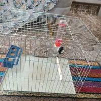 سهره|پرنده|شیراز, شهرک مهرگان|دیوار