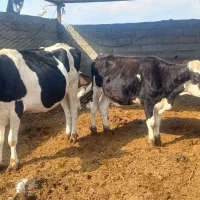 دوتا تلیسه هلشتاین و موند .گاو  .گوساله