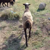 بره نر فروشی