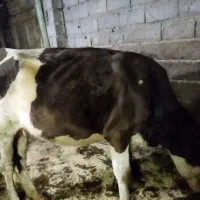 یک راس گاو ماده|حیوانات مزرعه|آستانه اشرفیه, |دیوار