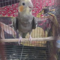 عروس هلندی نر