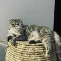 فروش گربه ماده عقیم نشده|گربه|پردیس, فاز ۱۱|دیوار