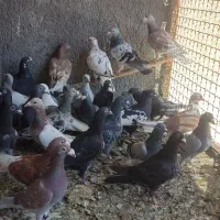 کفتر بوم هوایی شهرستان تایباد