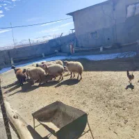 میش آبستن و میش بره|حیوانات مزرعه|زاغه, |دیوار