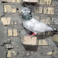 پلاک و بلاگیر