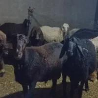 بره افشاری