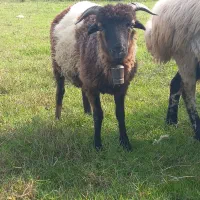 گوسفند نر|حیوانات مزرعه|احمدسرگوراب, |دیوار