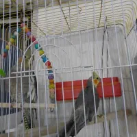 فروش یک جفت عروس هلندی ویک جفت طوطی برزیلی|پرنده|داراب, |دیوار