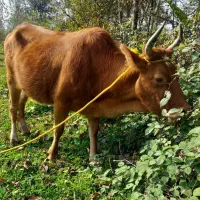 گاو  حامله ورزاکوله