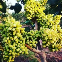 فروش نهال پسته ۱ساله و ۲ساله|خدمات باغبانی و درختکاری|شاهین‌شهر, گزبرخوار|دیوار