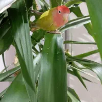 طوطی برزیلی زرنگ|پرنده|قدس, شهر‌قدس|دیوار