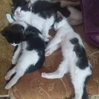 واگذاری گربه