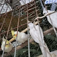 عروس هلندی برای فروش|پرنده|کارون, |دیوار