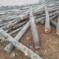 چوب بری و هرس و برش درخت در باغبهادران