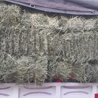 یونجه خشک