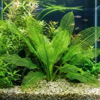 گیاه آکواریوم ماداگاسکار