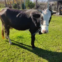 گاو نژاد دار و گوساله نژاد دار و شیر دوش خارجی