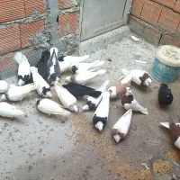 کفتر رنگی  طوقی|پرنده|مینودشت, |دیوار