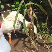 اردک ۳ماه و نیمه