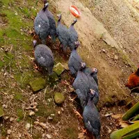 مرغ شاخدار یا سیساک