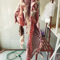 کهره،برهزندهوگوشتیدر،توابعارسنجان|حیوانات مزرعه|ارسنجان, |دیوار