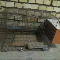 حراج قفس دونه۱۵۰