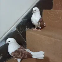 دوکت|پرنده|مبارکه, |دیوار