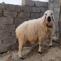 گوسفند قسط