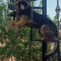 توله ژرمن|سگ|شازند, |دیوار