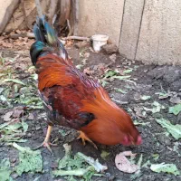 خروس چهل تاج سنگین وزن و قلدر