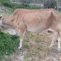 سلام گاو ماده آپستن 7 ماهه با گوساله ماده 8 ماهه