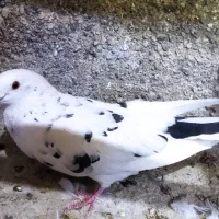 کبوتر خال‌سیاه نر