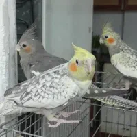 طوطی عروس 2ماهه رام|پرنده|رشت, نظری|دیوار