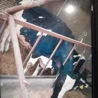 گاو شیری با گوسال نر