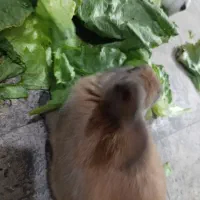 خرگوش|موش و خرگوش|تهران, افسریه جنوبی|دیوار