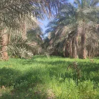علف