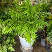 گیاه آپارتمانی شامادورا الگانس