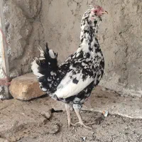 مرغ و خروس گلین