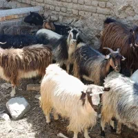 بز بومی جوان در کاشان|حیوانات مزرعه|قم, امامزاده ابراهیم|دیوار