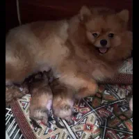 سگی بی نهایت بالا پامرانین آینده ی روشن تنوع بالا